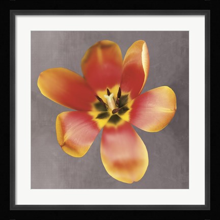 Framed Sunshine Tulip Print