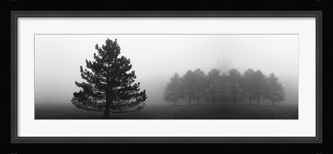 Framed Misty Pines Print