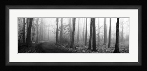 Framed Forest Path Print