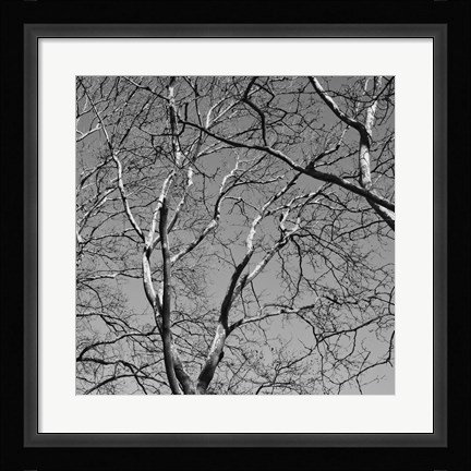 Framed January Branches II Print