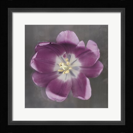 Framed Purple Tulip Print