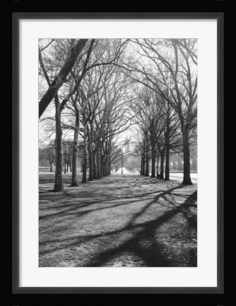 Framed Branch Shadows (b/w) Print