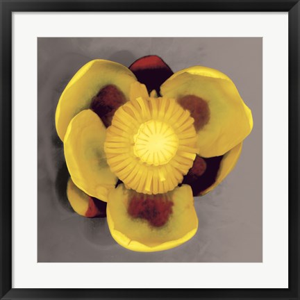 Framed Waterlily Print