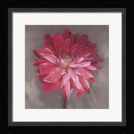 Framed Pink Zinnia Print