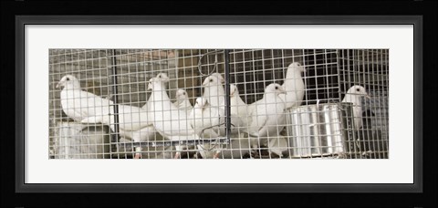 Framed Doves Print