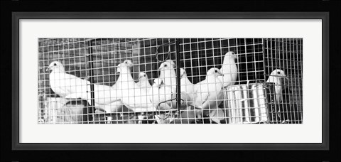 Framed Doves (b/w) Print