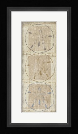 Framed Sand Dollar Print