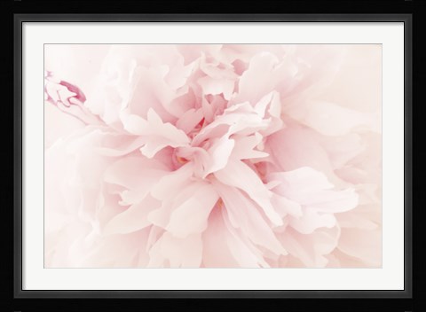 Framed Peony II Print