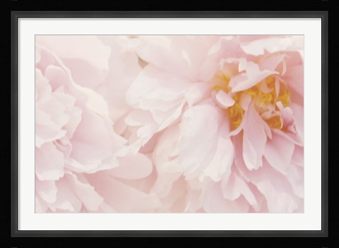 Framed Peony III Print