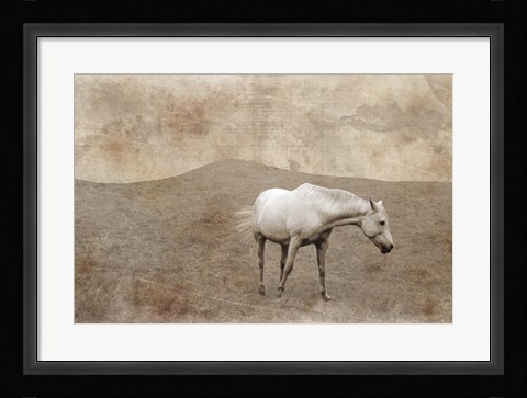 Framed White Horse Vintage Print