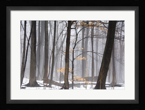 Framed Foggy Forest Print