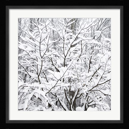 Framed Snow Filled Branches Print