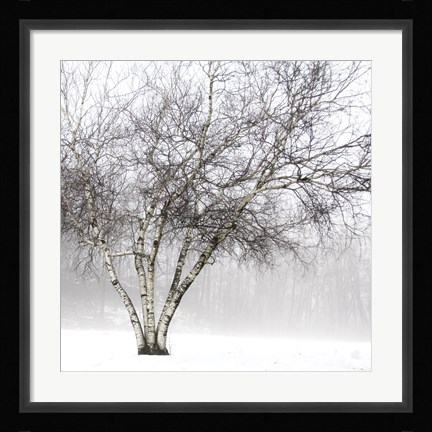 Framed Winter Birch Print
