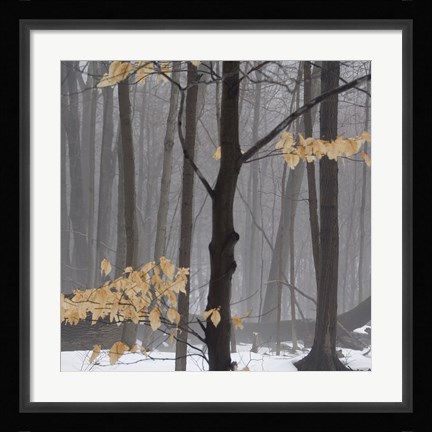 Framed Winter Forest Print