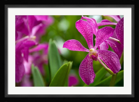 Framed Singapore, National Orchid Garden Print