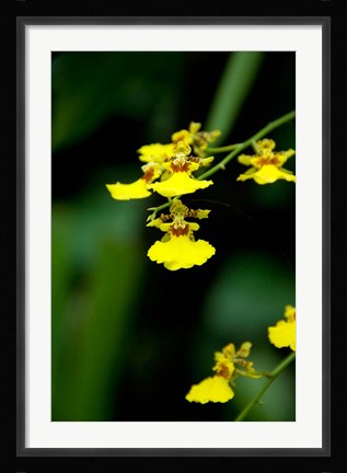 Framed Singapore, Dancing Lady Orchid flower Print