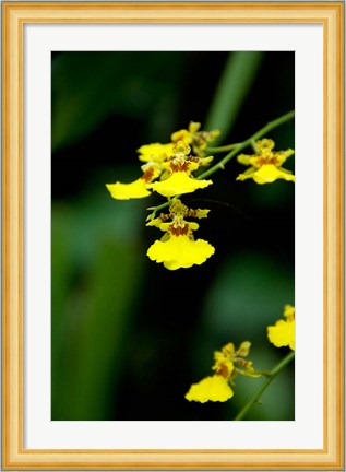 Framed Singapore, Dancing Lady Orchid flower Print