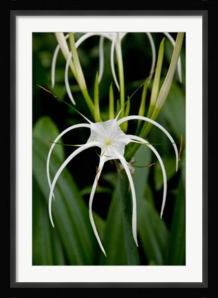 Framed National Orchid Garden, Singapore Print