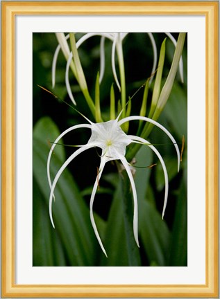 Framed National Orchid Garden, Singapore Print