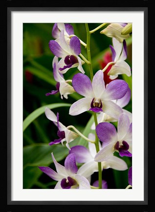 Framed Flowers in National Orchid Garden, Singapore Print