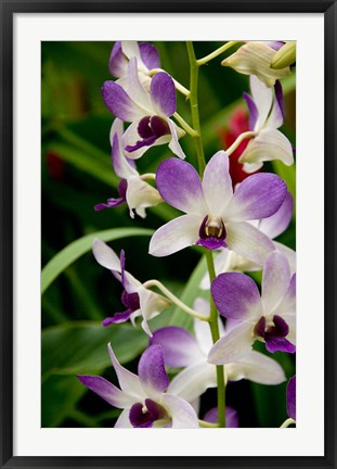 Framed Flowers in National Orchid Garden, Singapore Print