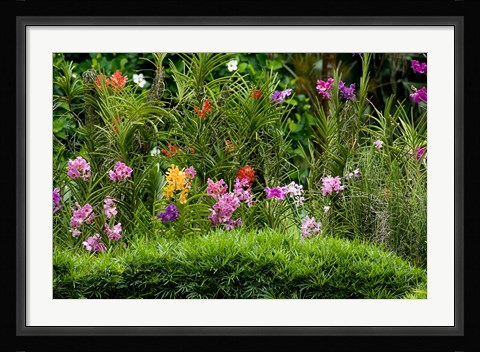 Framed Flower Bed, National Orchid Garden, Singapore Print