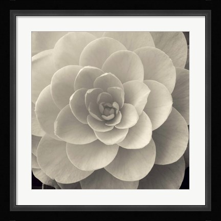 Framed Camellia I Print