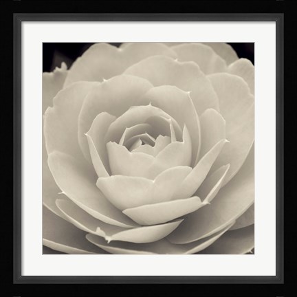 Framed Camellia II Print