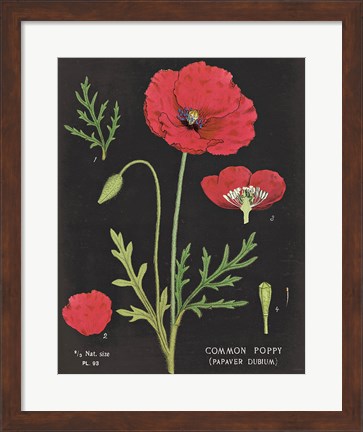 Framed Poppy Chart Print