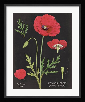 Framed Poppy Chart Print