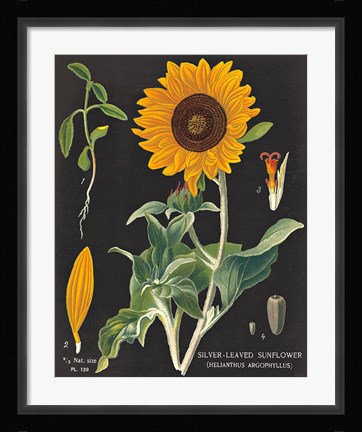 Framed Sunflower Chart Print