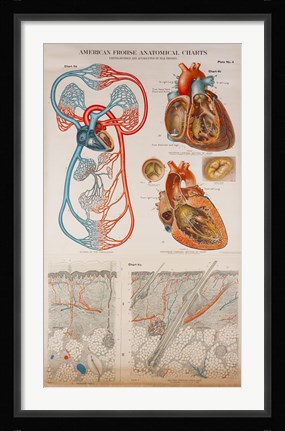 Framed American Frohse Plate 4 Print