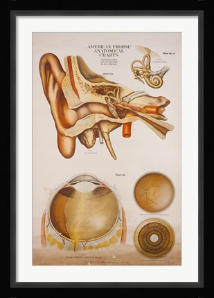 Framed American Frohse Plate 5 Print