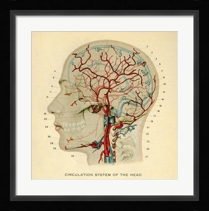 Framed Brain Head Print
