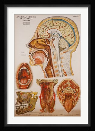 Framed American Frohse Anatomical Wallcharts, Plate 7 Print
