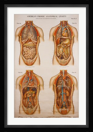 Framed American Frohse Anatomical Wallcharts, Plate 2 Print