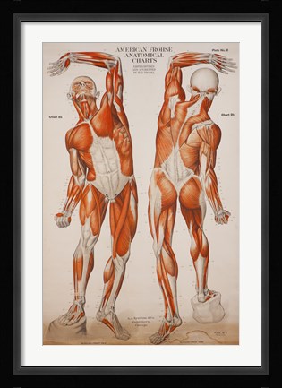 Framed American Frohse Anatomical Wallcharts, Plate 2 Print