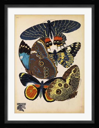 Framed Butterflies Plate 10 Print