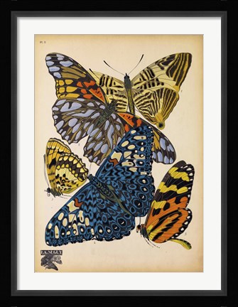 Framed Butterflies Plate 11 Print