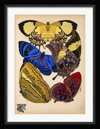 Framed Butterflies Plate 12 Print