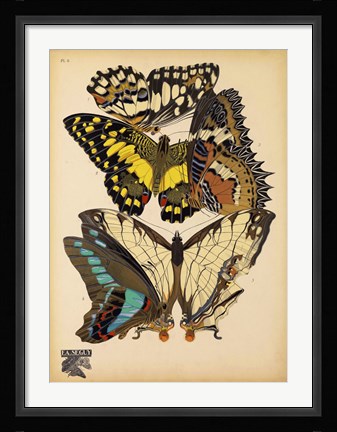 Framed Butterflies Plate 14 Print