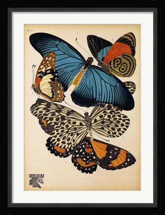 Framed Butterflies Plate 2 Print