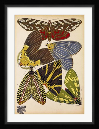 Framed Butterflies Plate 5 Print