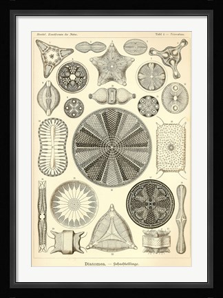 Framed Diatomea - Scheiben-Strahlinge - Heliodiscus Print