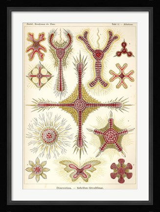 Framed Discoidea - Scheiben-Strahlinge - Heliodiscus Print