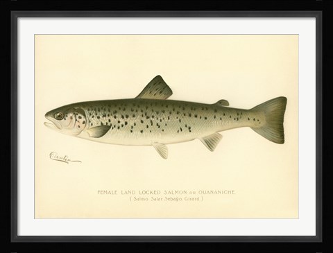 Framed Female Land Locked Salmon Print