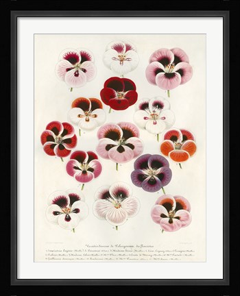 Framed Geranium Varieties Print
