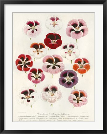 Framed Geranium Varieties Print