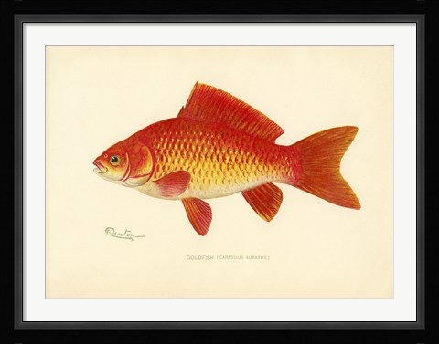 Framed Goldfish Print