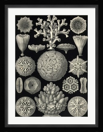 Framed Hexacoralla Print